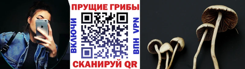 omg ONION купить Чайковский Галлюциногенные грибы прущие грибы