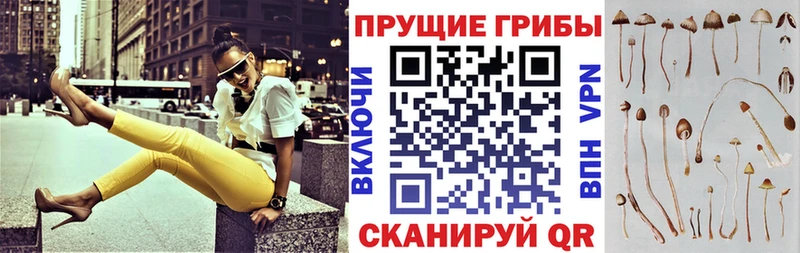 Псилоцибиновые грибы Psilocybine cubensis Чайковский